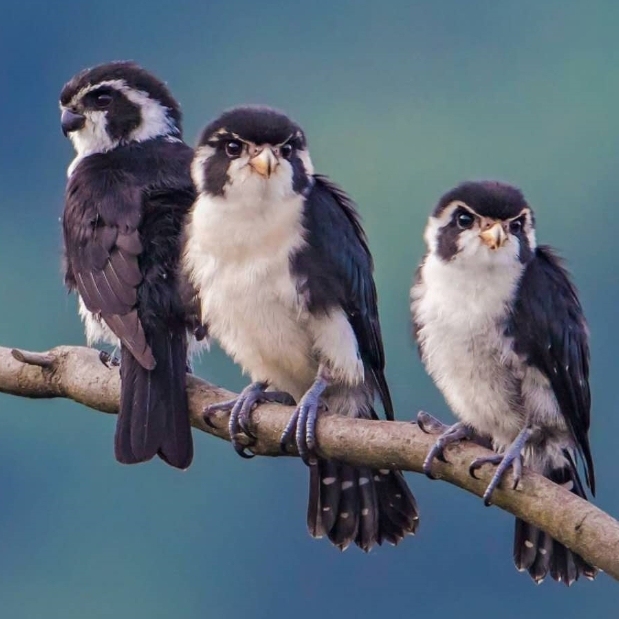 百度权重、听选指数与蛙的奇妙关系插图