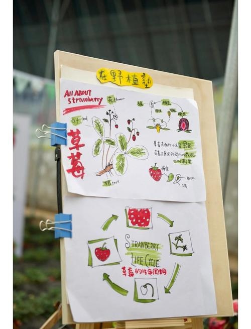 草莓站长与CM统计，数据分析的奥秘插图