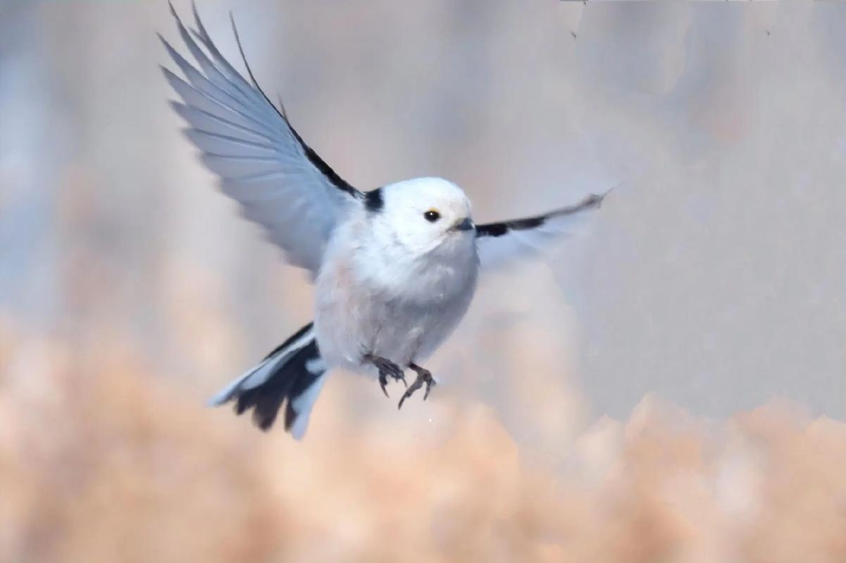 福建短视频运营平台崩盘，创始人卷款跑路，冬季银喉长尾山雀萌态抢镜插图