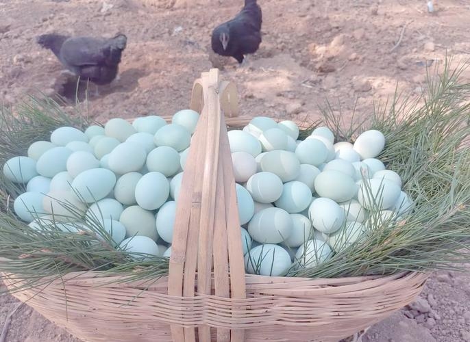 好的创业生意推荐，低成本生鲜配送、手工烘焙与黑羽绿壳蛋鸡养殖等。插图