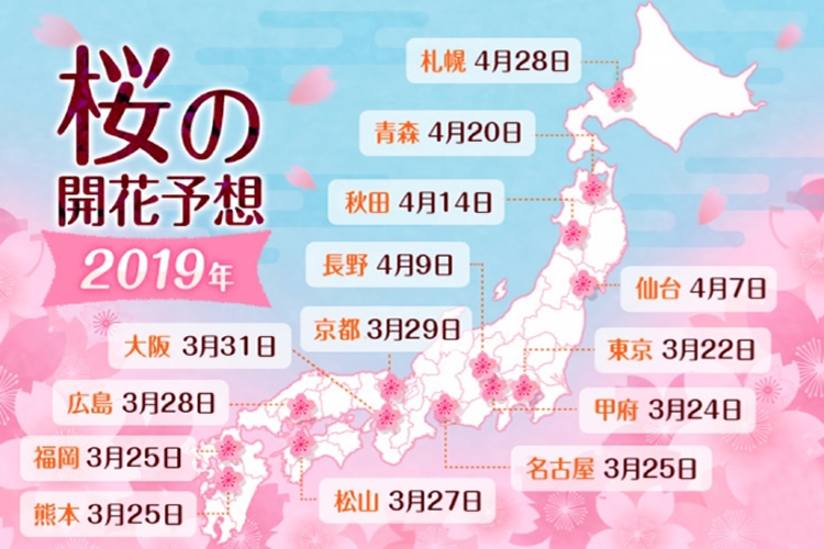 日本樱花服务器选择指南插图