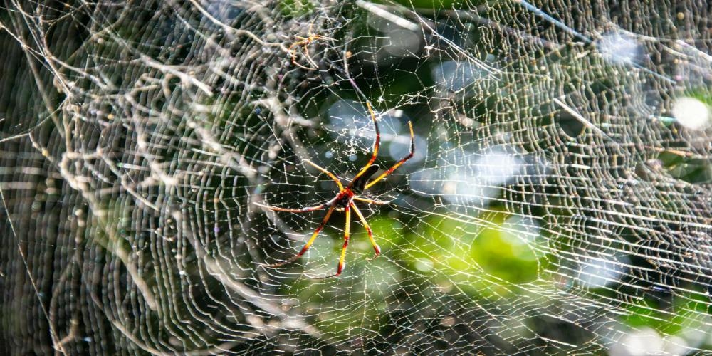 网页QQ客服代码获取插图