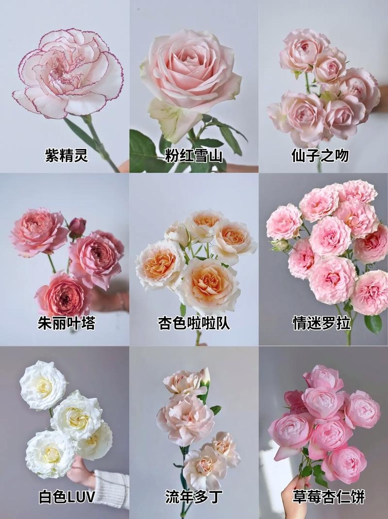 鲜花官网，多种花卉介绍与壁纸欣赏插图