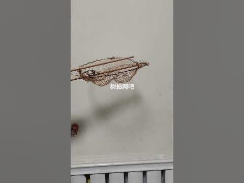 树拍网制作法插图