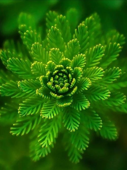 植物设计网站推荐,探索绿色创意的无限可能插图 植物设计网站推荐,探索绿色创意的无限可能插图