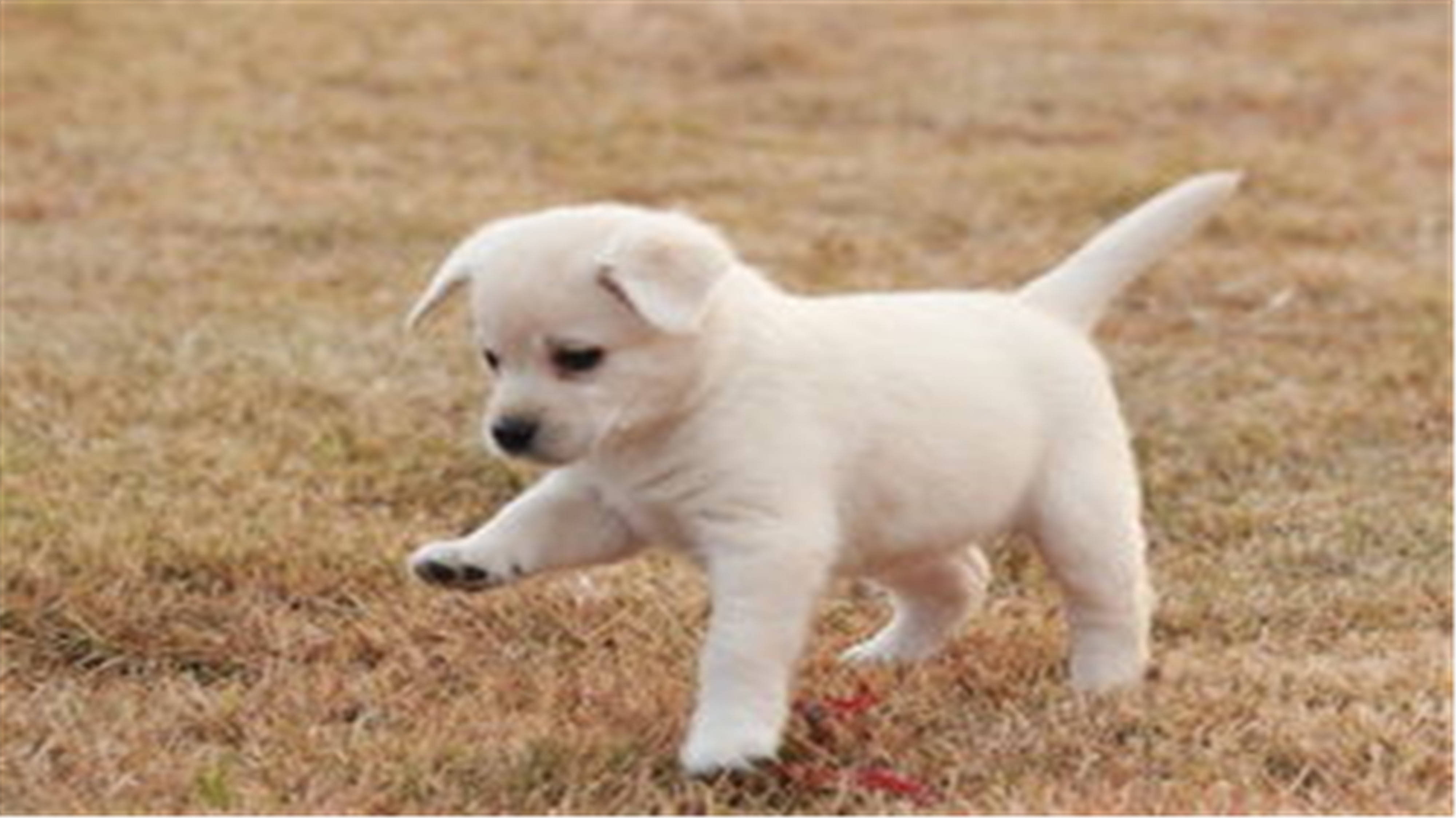 宠物网站首页图片的重要性与魅力插图