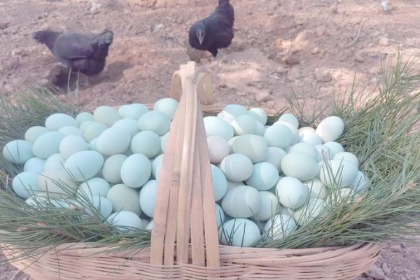 好的创业生意推荐，低成本生鲜配送、手工烘焙与黑羽绿壳蛋鸡养殖等。-百挑一