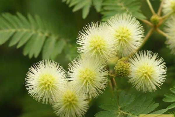 含羞草实验研所的双重位置与安全研究-百挑一