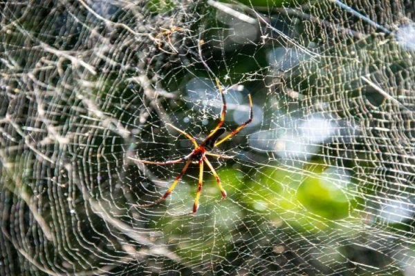 网页QQ客服代码获取-百挑一