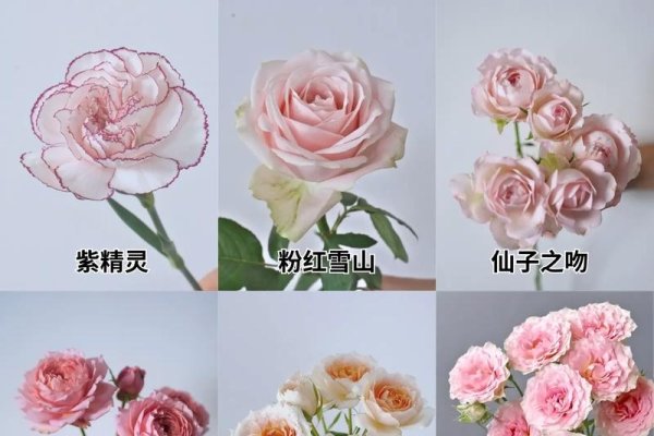 鲜花官网，多种花卉介绍与壁纸欣赏-百挑一