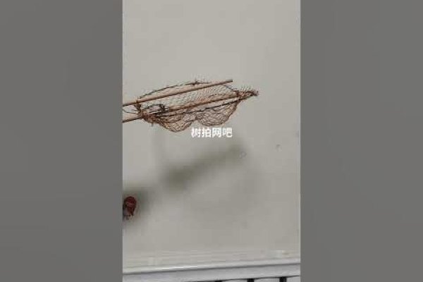 树拍网制作法-百挑一