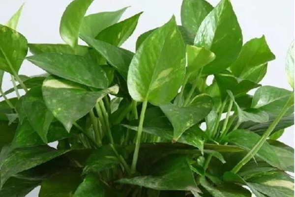 绿萝网,经营时间长,资源丰富经验足。提供多样化发布渠道和媒体资源,助力企业高效推广软文新闻。-百挑一