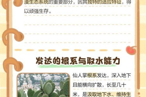 沙漠植物的奥秘与生存智慧，天山网创业路上的植物探索之旅-百挑一