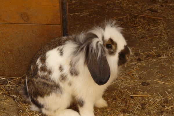 HTML+CSS介绍-百挑一